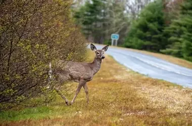 Impacto Vial: Accidentes con Animales Duplican su Frecuencia en España
