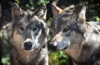 La Comisión Europea Prohíbe la Caza de Lobos en España por su Estado Desfavorable