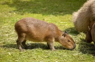 Celebración Global: El Día del Capibara y su Impacto Ecológico