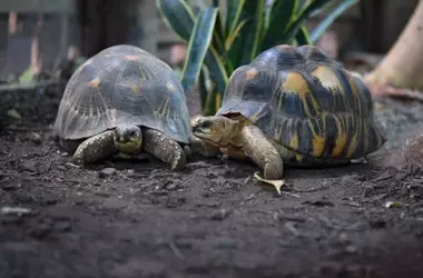 Las tortugas revelan secretos sobre la longevidad y la resistencia al cáncer