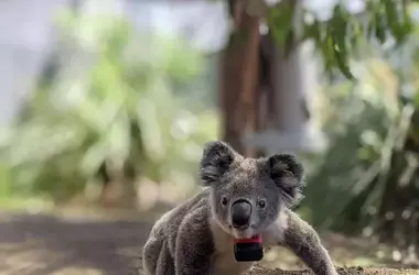 La Vulnerabilidad de los Koalas: Un Estudio Revela Peligros en Tierra
