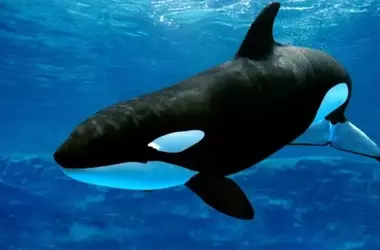 Día Mundial de las Orcas: Un Llamado Urgente a la Protección de los Gigantes Marinos