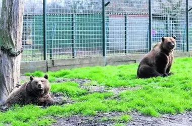 Un nuevo hogar para Luna y Ponderoso: de León a un santuario alemán tras décadas en cautiverio