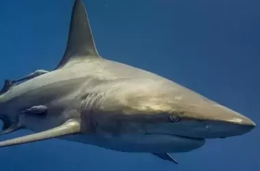 Día Global de Concientización sobre Tiburones: La Amenaza Inminente de la Pesca Excesiva