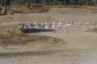 La UNESCO Demanda Acción Urgente para Preservar Doñana del Peligro