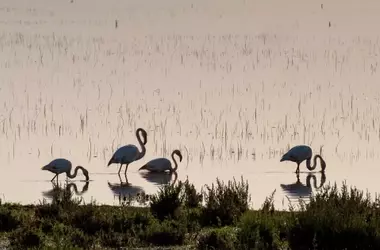 La UNESCO Advierte: Doñana al Borde del Colapso Ecológico