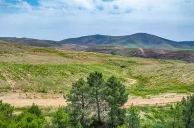 Bosque Uría: Un Proyecto de Reforestación Pionero para la Captura de CO2