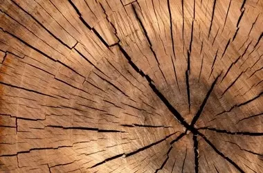La Vulnerabilidad de España Ante el Tráfico Ilegal de Madera Rusa y Bielorrusa