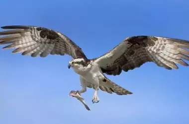 Éxito Reproductivo Sin Precedentes del Águila Pescadora en las Marismas del Odiel