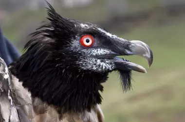 El Quebrantahuesos Regresa a Cantabria: Un Hito en la Conservación Tras Siete Décadas