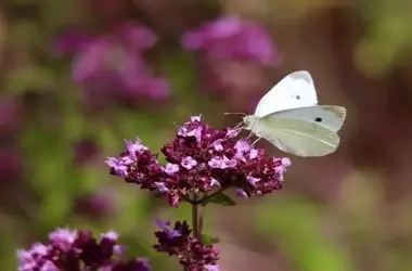 Lanzamiento Estratégico para la Conservación de Polinizadores en el Suroeste Europeo