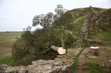 Condenan a Taladores del Emblemático Árbol Sycamore Gap