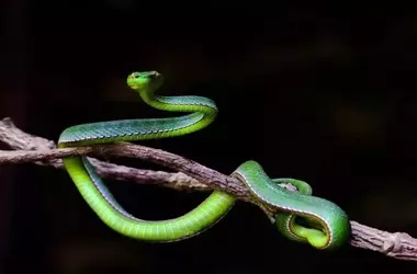 Celebración del Día Mundial de la Serpiente: Desmintiendo Mitos y Promoviendo la Conservación