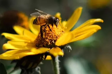Descubren el Impacto del Veneno de Abeja en el Sistema Vascular