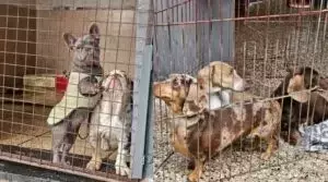 Tráfico Ilegal de Perros de Raza en Bolivia: Una Amenaza en las Fronteras