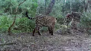 Voluntarios para la Preservación del Jaguar: Un Llamado Urgente en Iberá