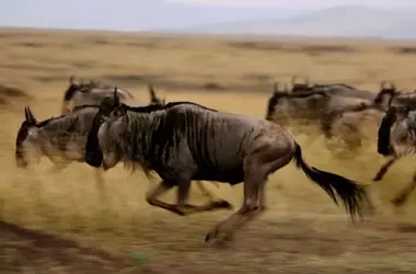 La Gran Migración del Masái Mara Recibe Reconocimiento Global por su Esplendor Natural
