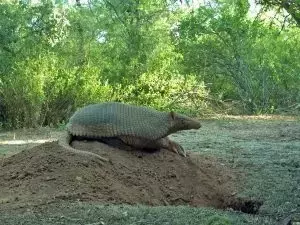 El armadillo, un gigante al borde de la extinción en Argentina