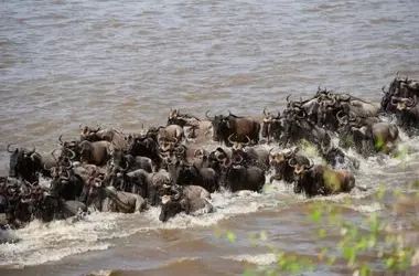 Masái Mara: La Gran Migración que Conquista los Récords Mundiales