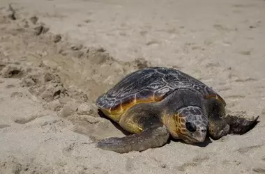 Protocolo ante el Varamientode Fauna Marina en Costas Españolas