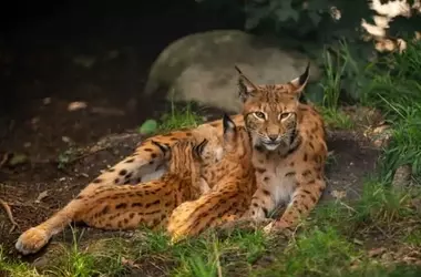 Murcia Impulsa la Conservación del Lince Ibérico y Solicita Mayor Apoyo de la UE