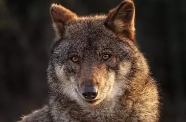 Unión Civil y Científica en Defensa del Lobo Ibérico