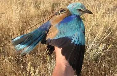 El Retorno Exitoso de la Carraca Europea en Alt Camp Gracias a la Recuperación de Tierras en Barbecho