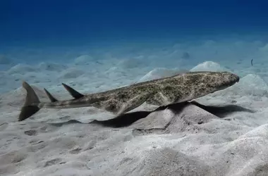 Impacto del Calentamiento Oceánico en los Patrones Reproductivos del Tiburón Angelote