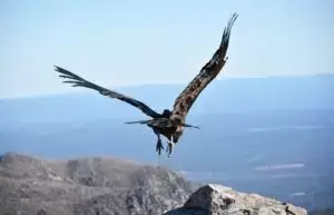 San Luis a la Vanguardia en Rescate y Conservación de Fauna Silvestre