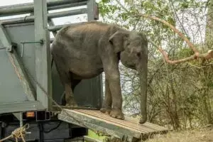 Liberación Exitosa: Seis Crías de Elefante Regresan a la Naturaleza en Sri Lanka