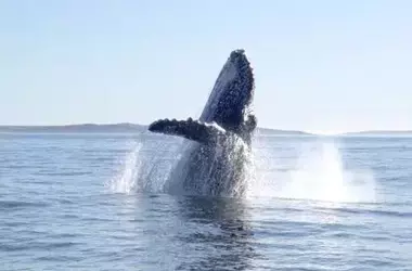 Descubrimientos reveladores de tiburones ballena en Galápagos: Un refugio vital para la especie