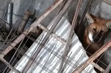 Un Aguará Guazú Rescatado en Santa Fe: La Crece Preocupación por la Fauna Salvaje en Zonas Urbanas