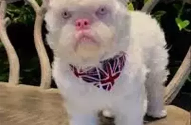 La Peligrosa Tendencia de los Bulldogs Albinos: Cuando la Estética Compromete la Especie