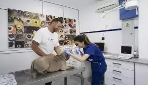 Monte Grande: Un Nuevo Horizonte para el Bienestar Animal con Hospital Veterinario Gratuito