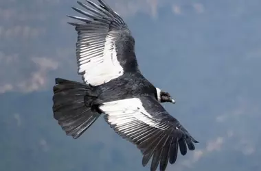 Censo Simultáneo de Cóndor Andino: Monitoreo Esencial para la Supervivencia de una Especie Amenazada
