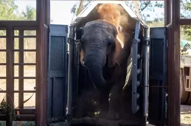 Kenia: El Renacer de un Elefante en su Santuario Brasileño