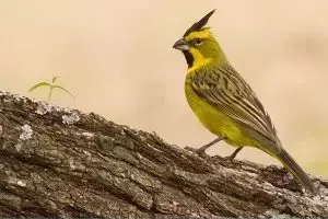 El tráfico de fauna silvestre: una amenaza silenciosa para la biodiversidad argentina