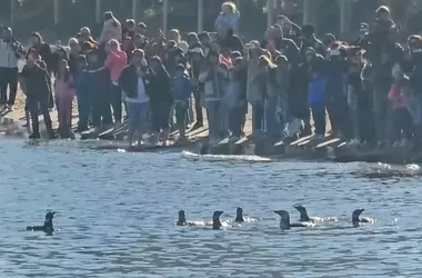 Regreso al Hogar: Siete Pingüinos de Magallanes Liberados Tras un Largo Proceso de Recuperación