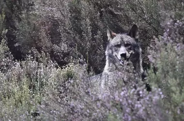 El Tribunal Constitucional examina el recurso sobre la protección del lobo ibérico