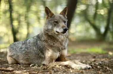 Admisión a Trámite del Recurso Constitucional sobre el Lobo Ibérico