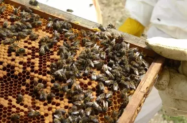 Impacto Ecológico de Altas Densidades de Colmenas de Abejas