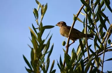 La Biodiversidad en los Olivares: Un Refugio para las Aves y Clave para la Sostenibilidad