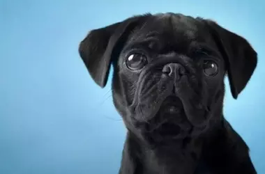 Día del Perro: Un Homenaje a la Amistad Canina y un Llamado Urgente a la Tenencia Responsable