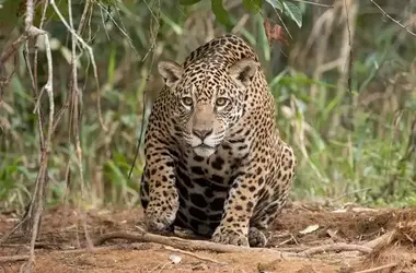 El Regreso del Jaguar al Pantanal Brasileño: Un Símbolo de Resiliencia Natural Post-Incendios de 2020