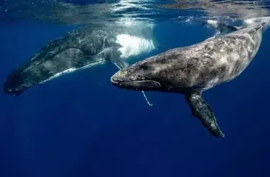 Día Mundial de Ballenas y Delfines: Un Compromiso Urgente y Continuo con su Protección