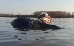 Impactante Hallazgo: Tercera Ballena Muerta en Quince Días en Aguas de Buenos Aires