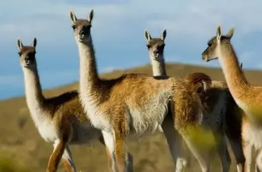 Conflicto Ambiental en Río Negro: Análisis de la Nueva Ley de Fauna Autóctona
