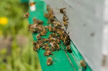 La superpoblación apícola: ¿una amenaza latente para el equilibrio ecológico?