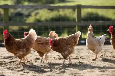 Suecia logra una producción de huevos sin jaulas: un hito impulsado por la sociedad