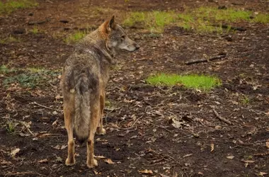 Científicos Insisten en la Protección del Lobo Ibérico: Umbral Mínimo de 500 Manadas Necesario